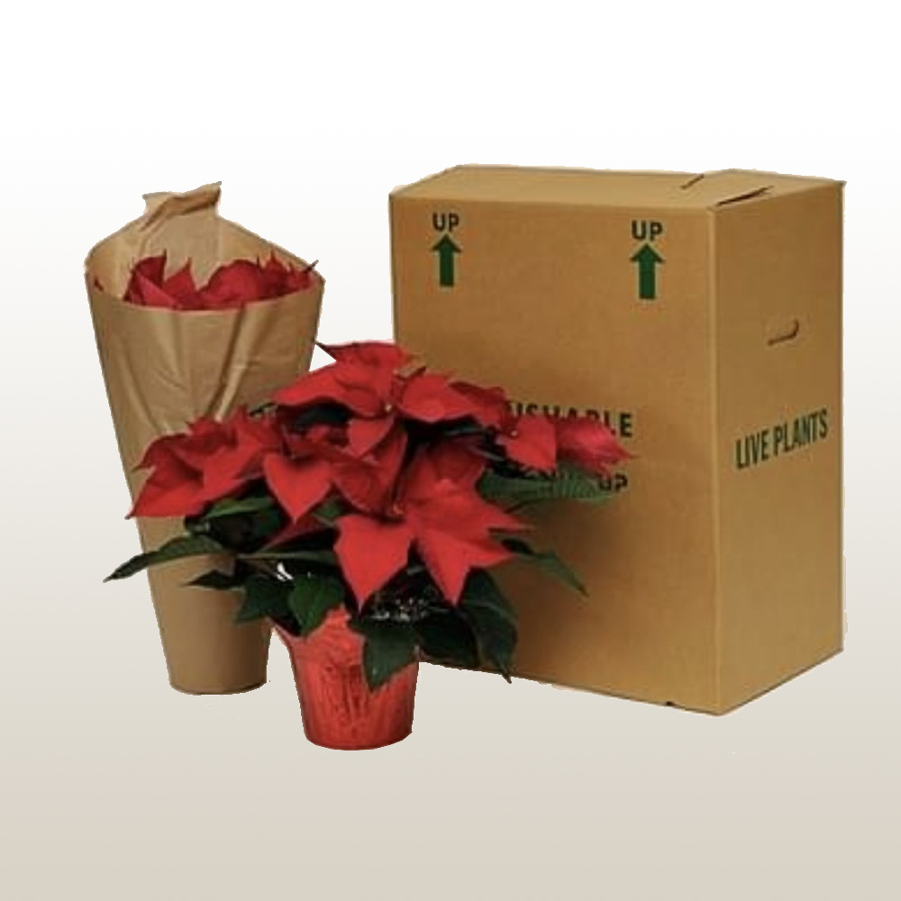 poinsettias